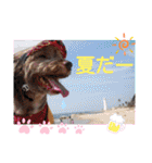 蓮杏スタンプ2～我が家の愛犬～（個別スタンプ：1）