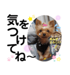 蓮杏スタンプ2～我が家の愛犬～（個別スタンプ：3）