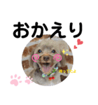 蓮杏スタンプ2～我が家の愛犬～（個別スタンプ：5）