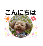 蓮杏スタンプ2～我が家の愛犬～（個別スタンプ：6）
