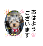 蓮杏スタンプ2～我が家の愛犬～（個別スタンプ：7）