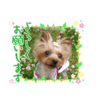 蓮杏スタンプ2～我が家の愛犬～（個別スタンプ：8）
