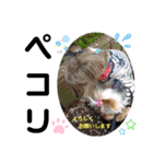 蓮杏スタンプ2～我が家の愛犬～（個別スタンプ：9）