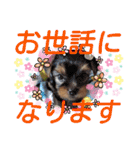 蓮杏スタンプ2～我が家の愛犬～（個別スタンプ：10）