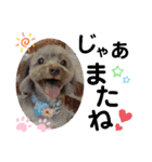 蓮杏スタンプ2～我が家の愛犬～（個別スタンプ：11）