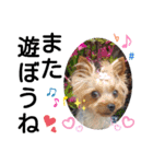 蓮杏スタンプ2～我が家の愛犬～（個別スタンプ：13）