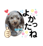 蓮杏スタンプ2～我が家の愛犬～（個別スタンプ：14）