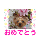 蓮杏スタンプ2～我が家の愛犬～（個別スタンプ：15）