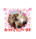 蓮杏スタンプ2～我が家の愛犬～（個別スタンプ：16）