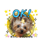 蓮杏スタンプ2～我が家の愛犬～（個別スタンプ：17）