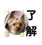 蓮杏スタンプ2～我が家の愛犬～（個別スタンプ：18）