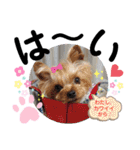 蓮杏スタンプ2～我が家の愛犬～（個別スタンプ：20）