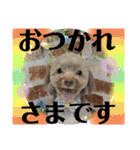 蓮杏スタンプ2～我が家の愛犬～（個別スタンプ：21）