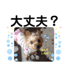 蓮杏スタンプ2～我が家の愛犬～（個別スタンプ：22）