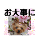 蓮杏スタンプ2～我が家の愛犬～（個別スタンプ：23）