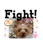 蓮杏スタンプ2～我が家の愛犬～（個別スタンプ：24）