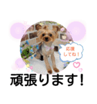 蓮杏スタンプ2～我が家の愛犬～（個別スタンプ：25）