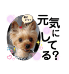 蓮杏スタンプ2～我が家の愛犬～（個別スタンプ：26）