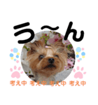 蓮杏スタンプ2～我が家の愛犬～（個別スタンプ：28）