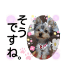 蓮杏スタンプ2～我が家の愛犬～（個別スタンプ：30）