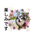蓮杏スタンプ2～我が家の愛犬～（個別スタンプ：31）