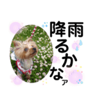 蓮杏スタンプ2～我が家の愛犬～（個別スタンプ：33）