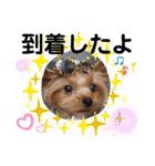 蓮杏スタンプ2～我が家の愛犬～（個別スタンプ：34）