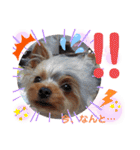 蓮杏スタンプ2～我が家の愛犬～（個別スタンプ：37）