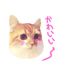 ももちゃんの日常1（個別スタンプ：11）