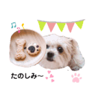 こはくのこはっとすたんぷ2（個別スタンプ：1）