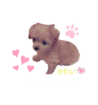 こはくのこはっとすたんぷ2（個別スタンプ：3）