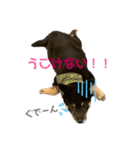 azuki298（個別スタンプ：5）
