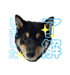 azuki298（個別スタンプ：7）