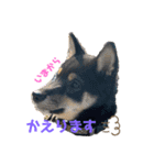 azuki298（個別スタンプ：9）