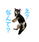 azuki298（個別スタンプ：13）