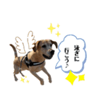 Hamu☆Stamp（個別スタンプ：9）