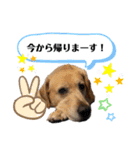 Hamu☆Stamp（個別スタンプ：14）