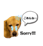Hamu☆Stamp（個別スタンプ：17）