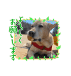 Hamu☆Stamp（個別スタンプ：22）