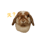 3ぴょんず（個別スタンプ：1）