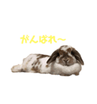 3ぴょんず（個別スタンプ：4）