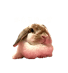 3ぴょんず（個別スタンプ：8）