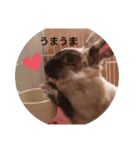 うさぎのクーちゃんスタンプ（個別スタンプ：1）