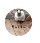 うさぎのクーちゃんスタンプ（個別スタンプ：4）