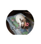 うさぎのクーちゃんスタンプ（個別スタンプ：5）