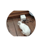 うさぎのクーちゃんスタンプ（個別スタンプ：10）