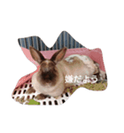 うさぎのクーちゃんスタンプ（個別スタンプ：12）