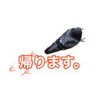 ピジョンちゃんスタンプ（個別スタンプ：1）