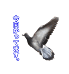 ピジョンちゃんスタンプ（個別スタンプ：2）