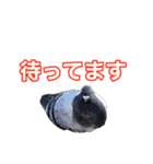 ピジョンちゃんスタンプ（個別スタンプ：3）